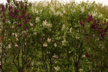 Sıradan yaban domuzu (Şırınga bayağılığı))