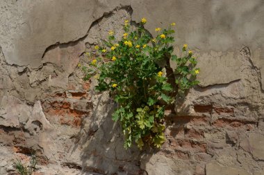 Celandine veya celandine büyüklüğünde