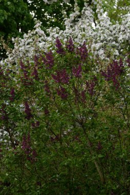Sıradan yaban domuzu (Şırınga bayağılığı))