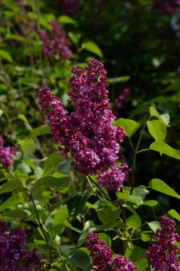 Sıradan yaban domuzu (Şırınga bayağılığı))