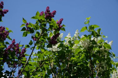 Sıradan yaban domuzu (Şırınga bayağılığı))