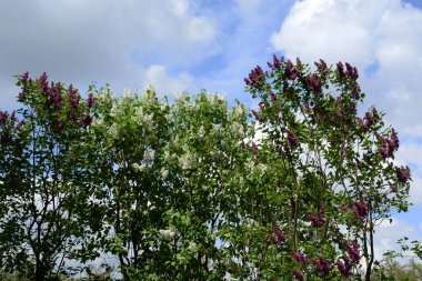 Sıradan yaban domuzu (Şırınga bayağılığı))