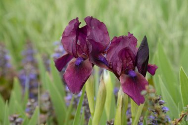 Horozlar veya irisler (Latin Iris)
