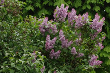 Sıradan yaban domuzu (Şırınga bayağılığı))