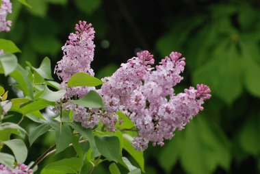 Sıradan yaban domuzu (Şırınga bayağılığı))