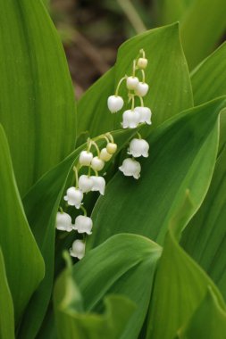 Vadideki zambak ya da vadideki zambak