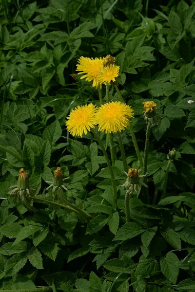 Dandelion Tarxacum Genus Perennial Herbaceous Plants Aster Family Latin Asteraceae — Stock Photo, Image