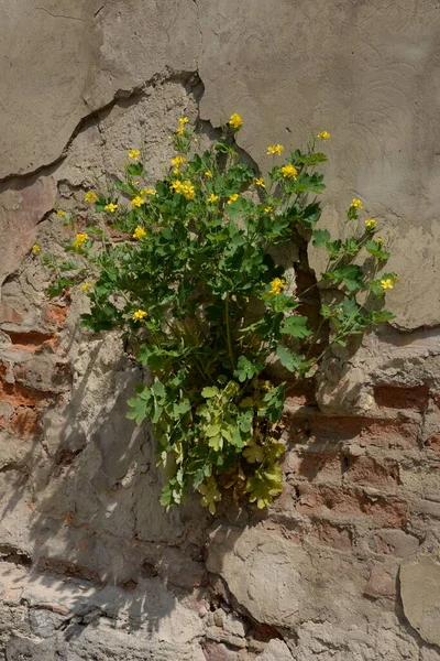 Celandine veya celandine büyüklüğünde