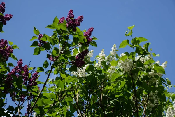 Sıradan yaban domuzu (Şırınga bayağılığı))