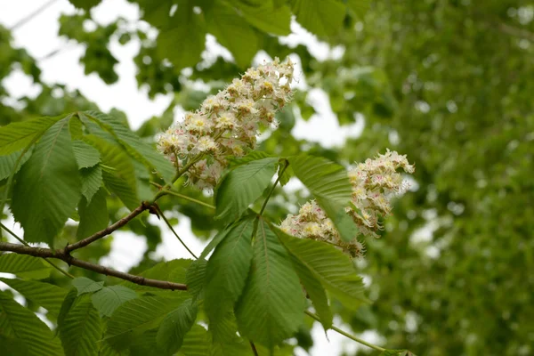 Chestnut (Castanea Tourn) kayın ailesinin bir bitki cinsidir.