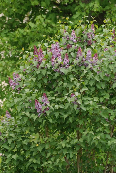 Jabalí Común Syringa Vulgaris —  Fotos de Stock