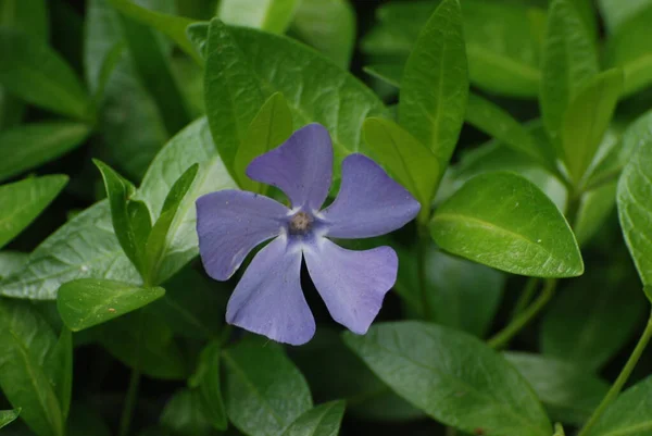 Periwinkle Vinca Genus Flowering Plants Periwinkle Cut Family Apocynaceae — Stock Photo, Image