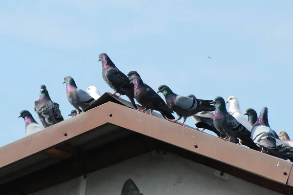 Piccioni Sul Tetto — Foto Stock