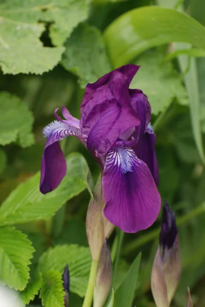 Roosters Irises Latin Iris — Stock Photo, Image