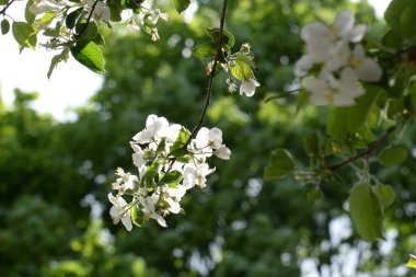 Beyaz elma çiçeği, bahar. 