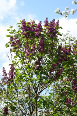 Sıradan yaban domuzu (Şırınga bayağılığı))
