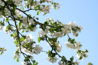 Beyaz elma çiçeği, bahar. 