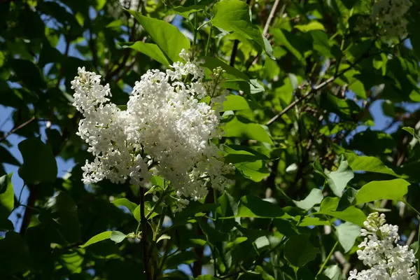 Sıradan yaban domuzu (Şırınga bayağılığı))