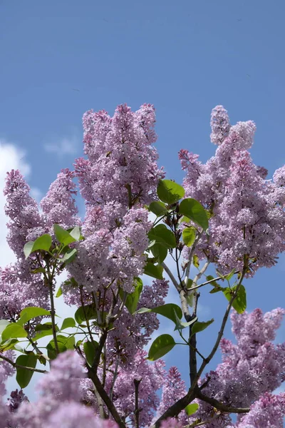 Vanligt Vildsvin Syringa Vulgaris — Stockfoto