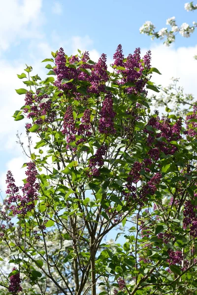 Sıradan yaban domuzu (Şırınga bayağılığı))