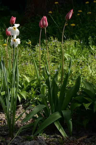 Beyaz nergisler ve kırmızı laleler