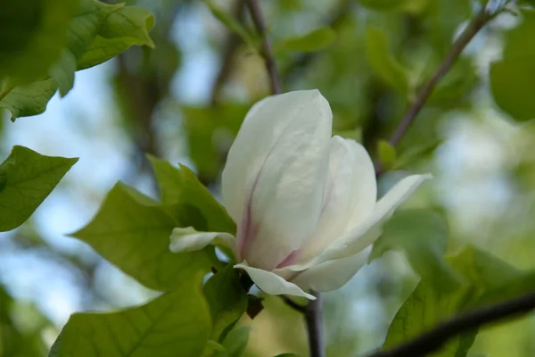 Magnolia Een Geslacht Van Planten Uit Familie Magnolia Magnolia — Stockfoto