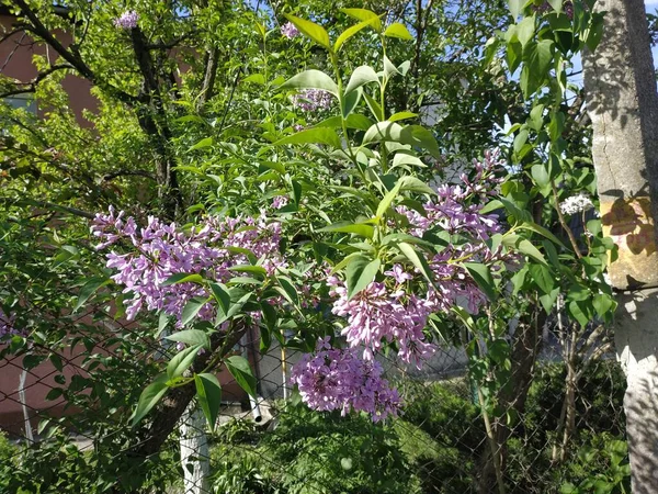 Dzik Zwyczajny Syringa Vulgaris — Zdjęcie stockowe