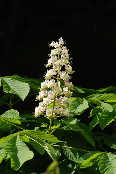 Chestnut Castanea Tourn Genus Plants Beech Family — 스톡 사진