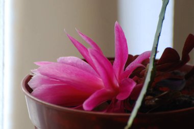 Sansevieria, kaynananın dili, Pike 'ın kuyruğu.