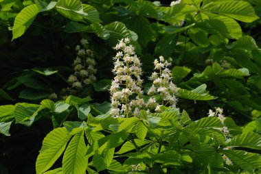 Chestnut (Castanea Tourn) kayın ailesinin bir bitki cinsidir.