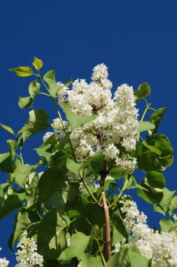 Sıradan yaban domuzu (Şırınga bayağılığı))