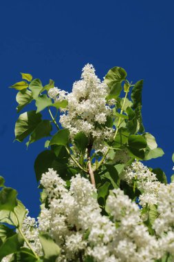 Sıradan yaban domuzu (Şırınga bayağılığı))