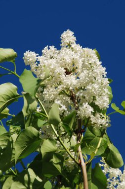 Sıradan yaban domuzu (Şırınga bayağılığı))