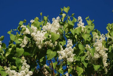 Sıradan yaban domuzu (Şırınga bayağılığı))