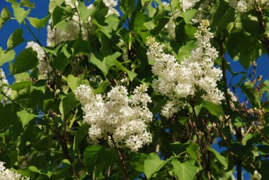 Sıradan yaban domuzu (Şırınga bayağılığı))