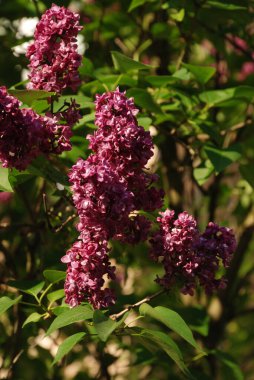 Sıradan yaban domuzu (Şırınga bayağılığı))