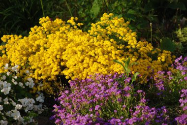 Moss (Bryophyta) daha yüksek avasküler bir spor bitkisidir. 