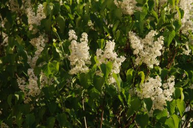 Sıradan yaban domuzu (Şırınga bayağılığı))
