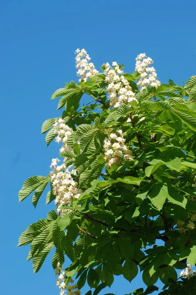 Kastanje Castanea Tourn Een Geslacht Uit Familie Beuken Poaceae — Stockfoto