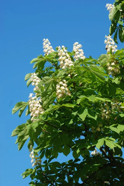 Chestnut (Castanea Tourn) kayın ailesinin bir bitki cinsidir.