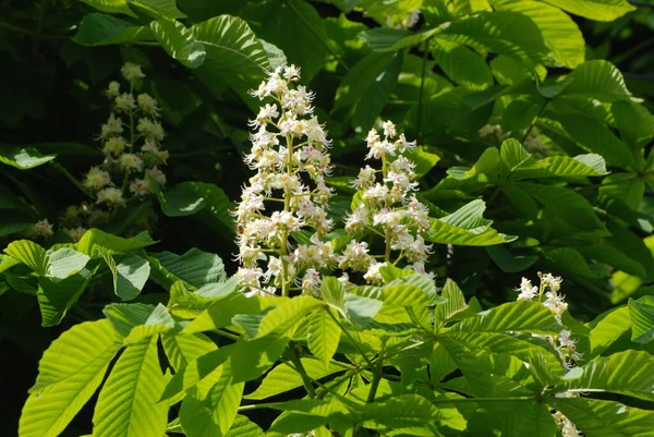 Chestnut (Castanea Tourn) kayın ailesinin bir bitki cinsidir.