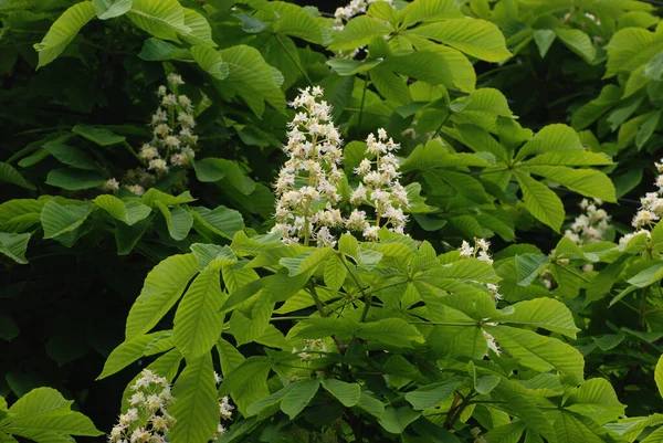 Chestnut Castanea Tourn Genus Plants Beech Family — Stok fotoğraf