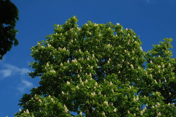 カスタネア ツアー はブナ科植物の属です — ストック写真