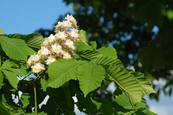 Castanea Tourn Género Plantas Con Flores Perteneciente Familia Beech —  Fotos de Stock