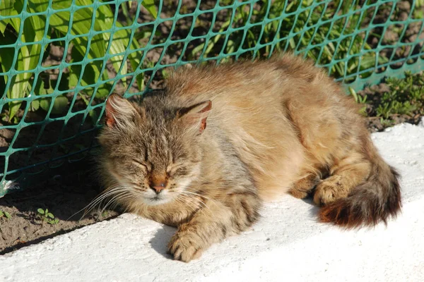 Gatto Del Gatto Gatto Del Gatto Latino Felis Silvestris Catus — Foto Stock