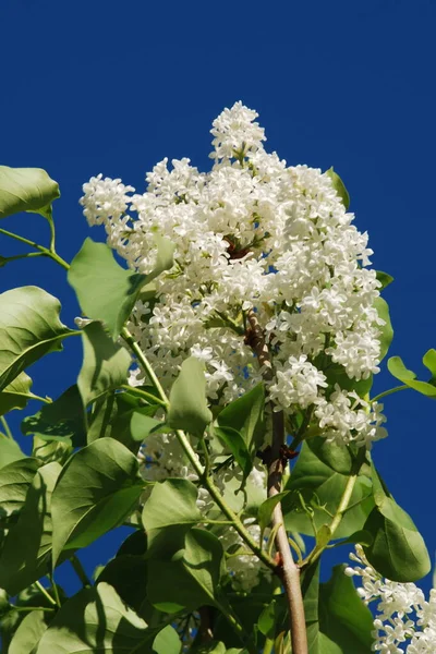 Sıradan yaban domuzu (Şırınga bayağılığı))