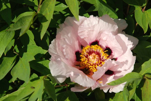 Çalı şakayığı (Paeonia kadın hakları savunucusu)