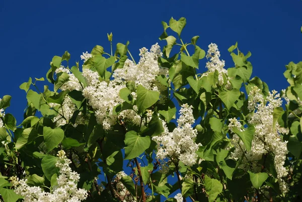 Sıradan yaban domuzu (Şırınga bayağılığı))