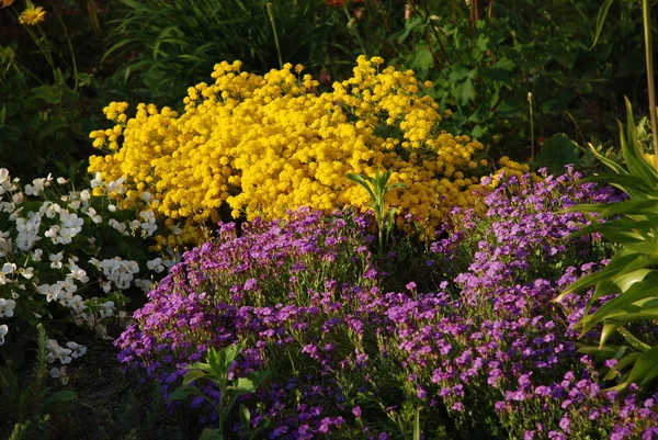 Moss (Bryophyta) daha yüksek avasküler bir spor bitkisidir. 