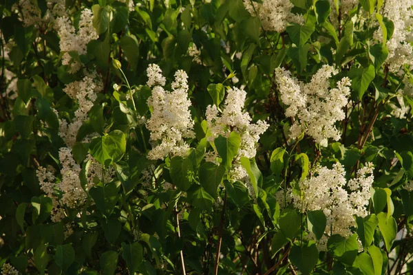 Sıradan yaban domuzu (Şırınga bayağılığı))